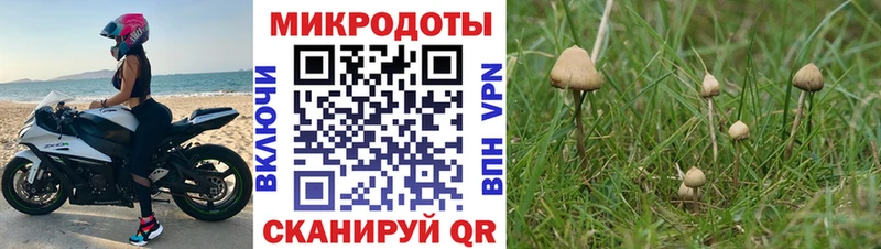 Псилоцибиновые грибы Cubensis  Волосово 